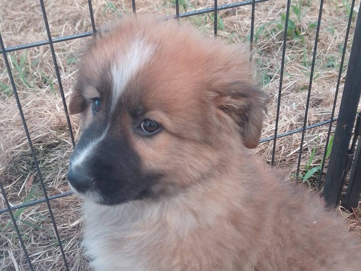 Vuoi adottare un cane a Avellino?