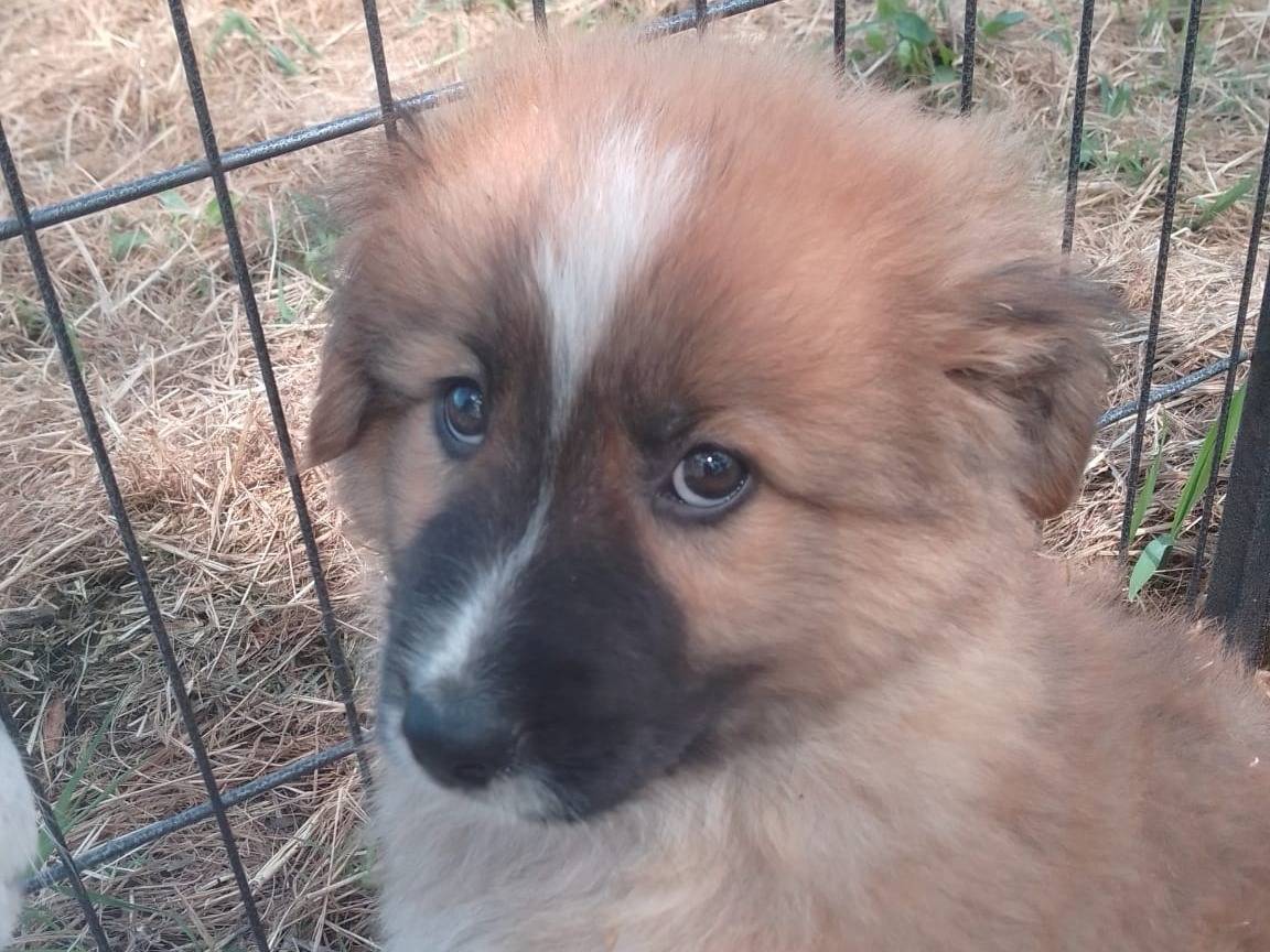Adozione cane, maschio, Razza sconosciuta Razza sconosciuta, 4 mesi, taglia media, Avellino