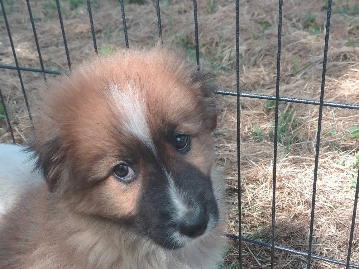Adotta un cane, maschio, 4 mesi, Avellino