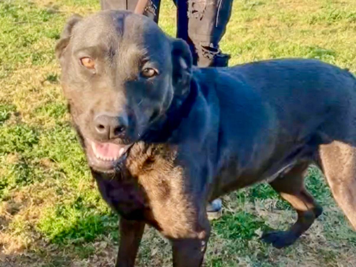 Adozione cane, femmina, Labrador Retriever Razza sconosciuta, 3 anni e 5 mesi, taglia media, Roma