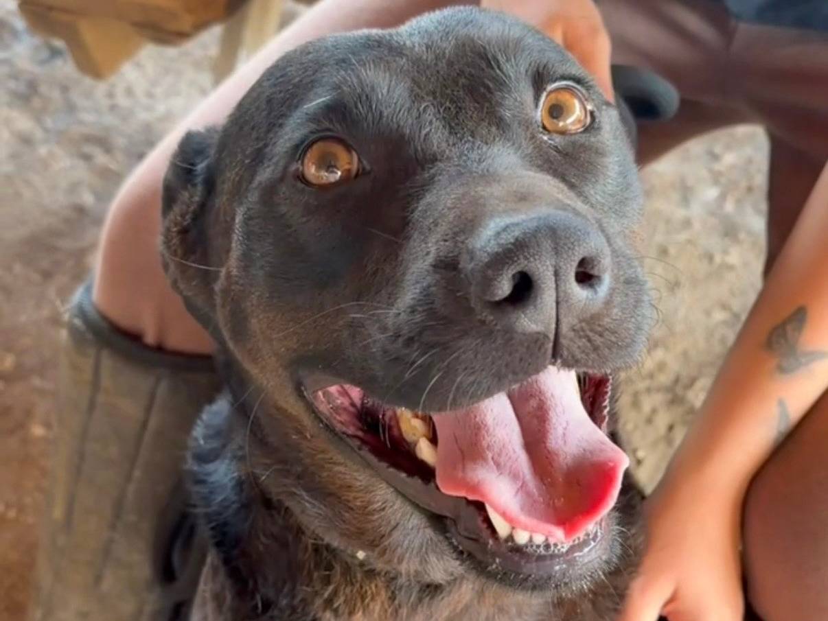 Adotta un cane, femmina, 3 anni e 5 mesi, Roma