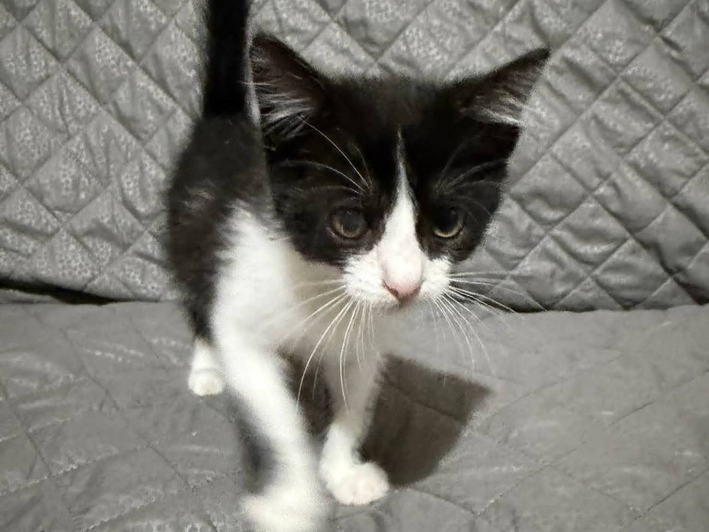 Adozione gatto, femmina, Razza sconosciuta Razza sconosciuta, 3 mesi, taglia non valida, Latina