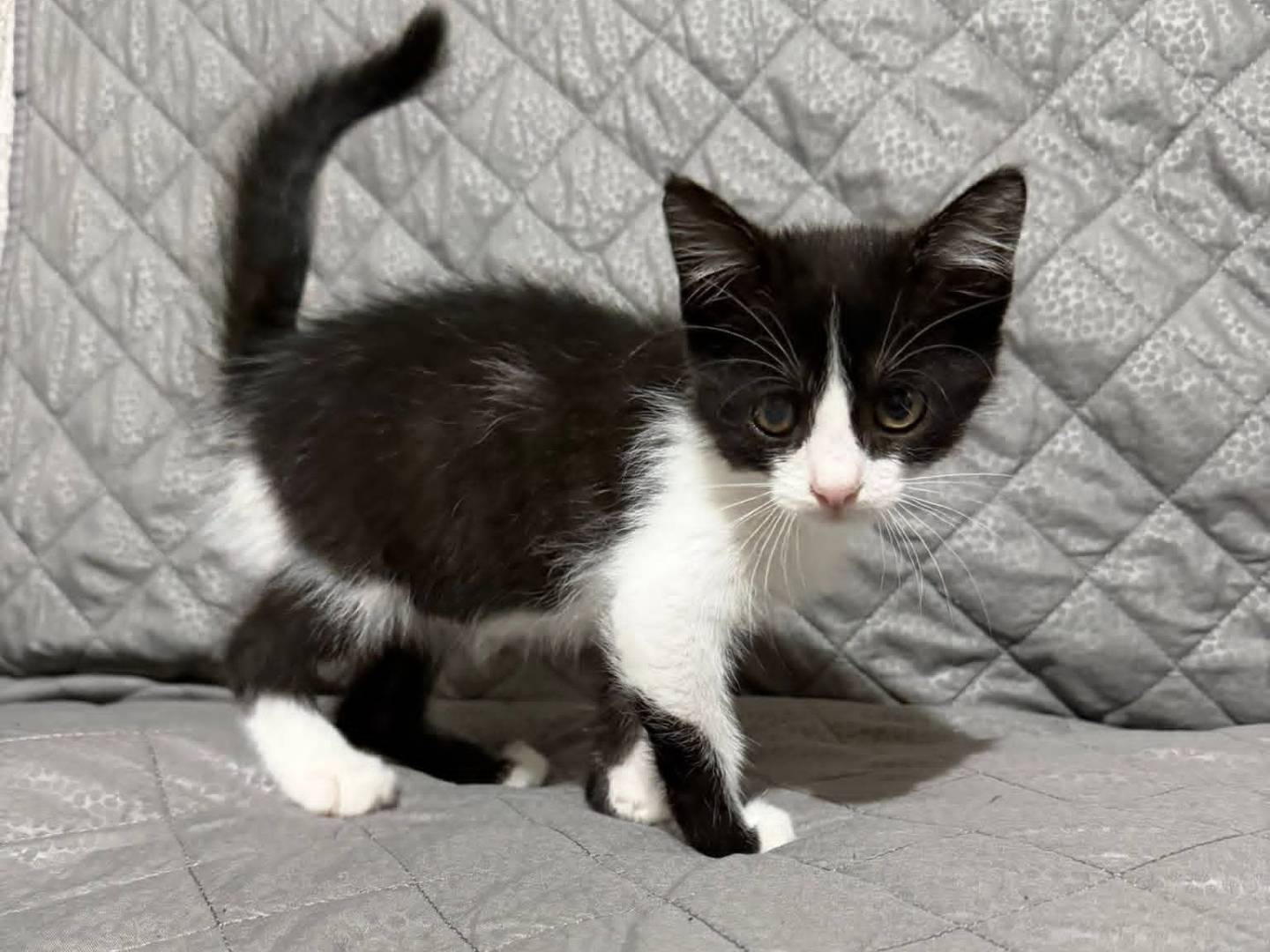 Adotta un gatto, femmina, 3 mesi, Latina