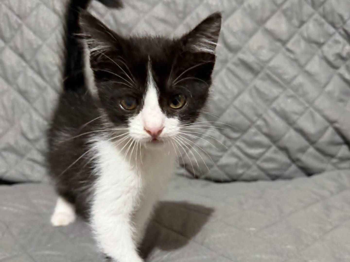 Adotta un gatto, taglia non valida, femmina, Latina