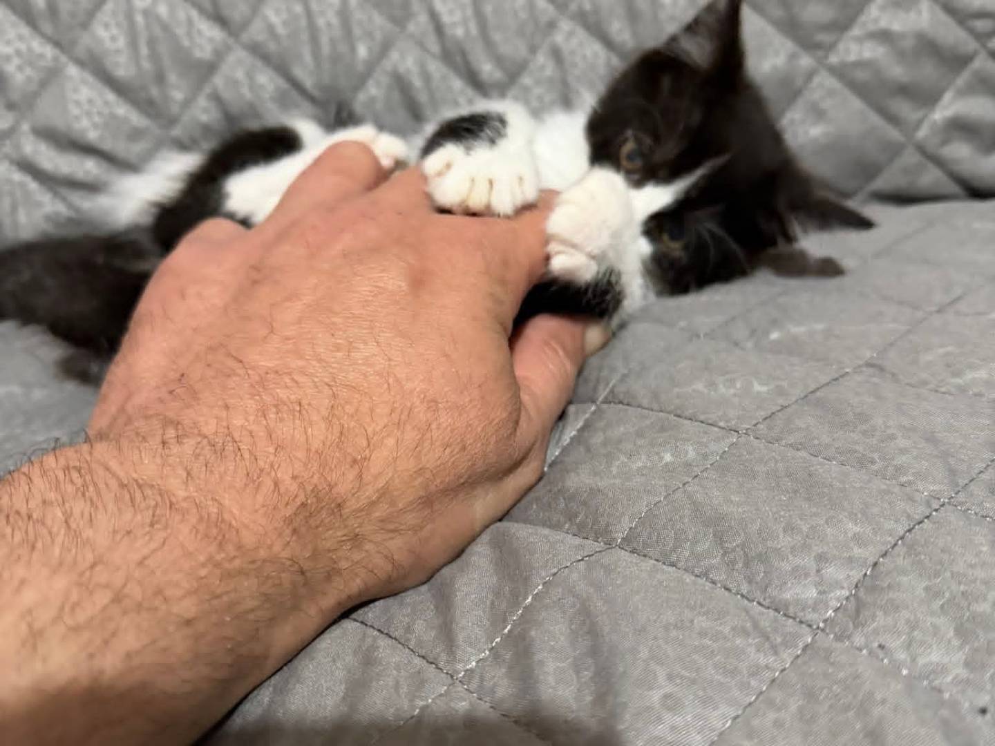 Vuoi adottare un gatto a Latina?
