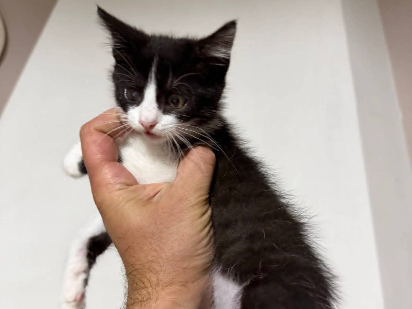Adotta il gatto Giorgia a Latina