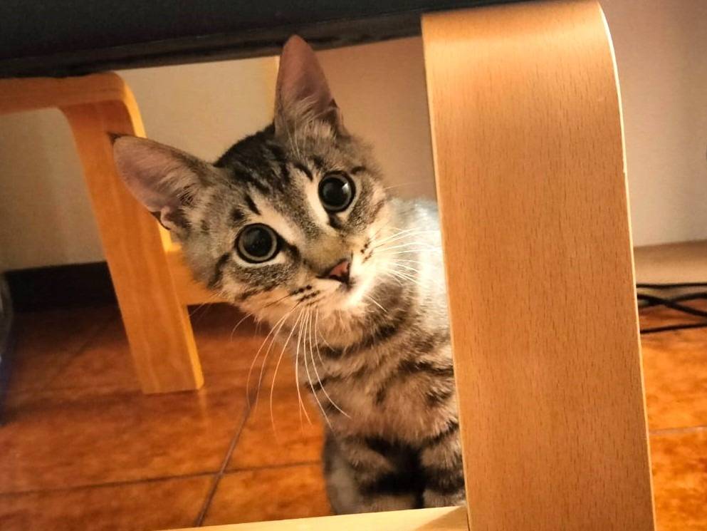 Adozione gatto, maschio, Razza sconosciuta Razza sconosciuta, 4 mesi, taglia non valida, Roma