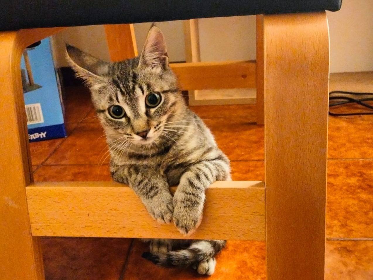 Adotta il gatto Nibby a Roma