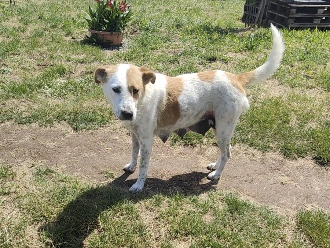 Adotta un cane, taglia media, femmina, Vibo