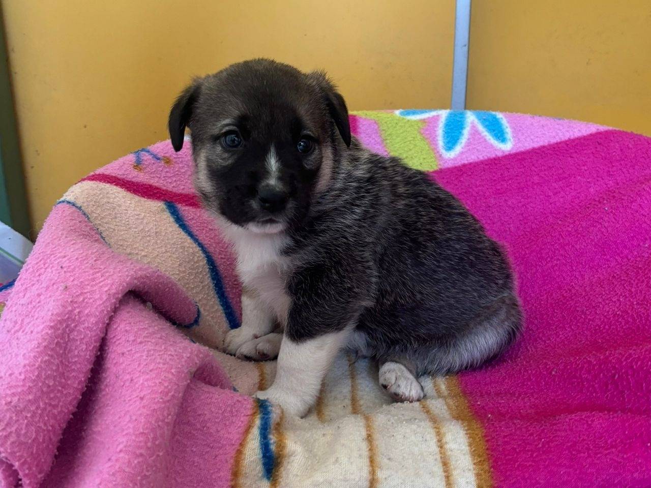 Adotta un cane, femmina, 2 mesi, Bari