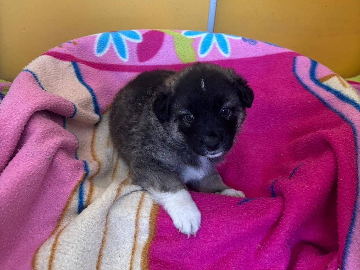 Adotta un cane, taglia media, femmina, Bari