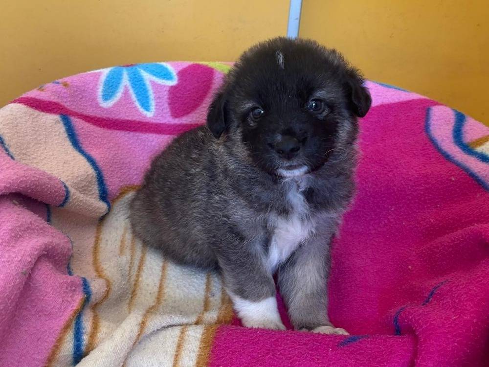 Vuoi adottare un cane a Bari?