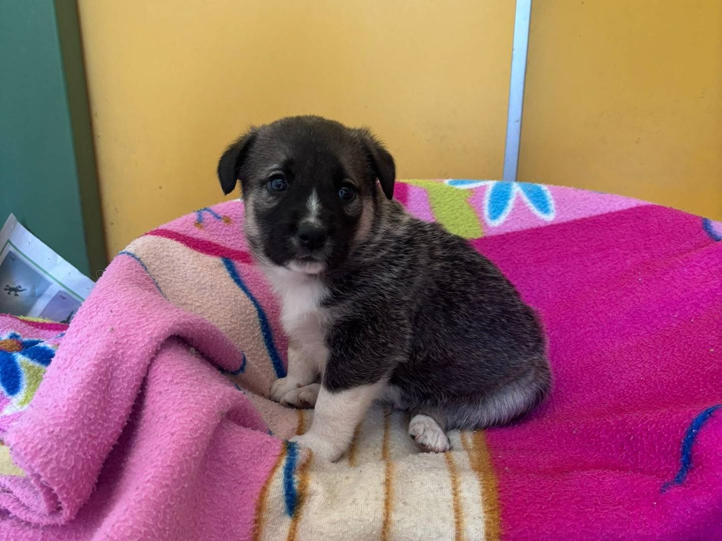 Adozione cane, femmina, Razza sconosciuta Razza sconosciuta, 2 mesi, taglia media, Bari