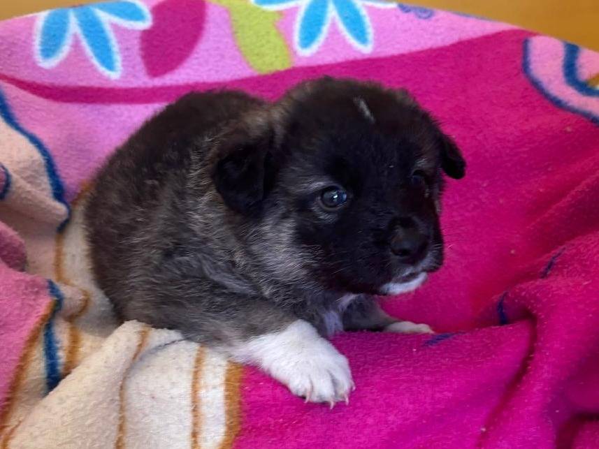 Adotta il cane Geri a Bari