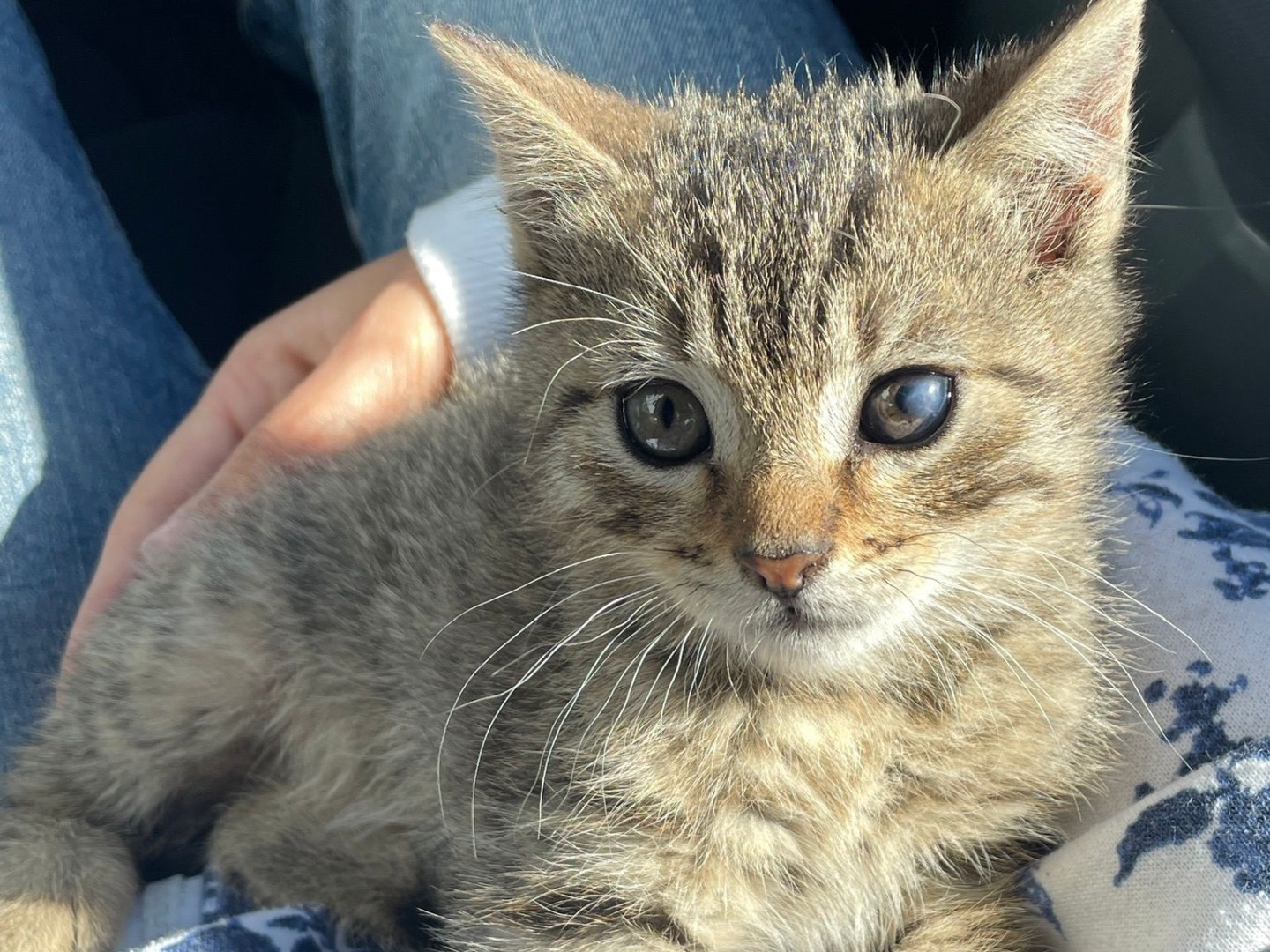Adozione gatto, maschio, Razza sconosciuta Razza sconosciuta, 3 mesi, taglia non valida, Napoli