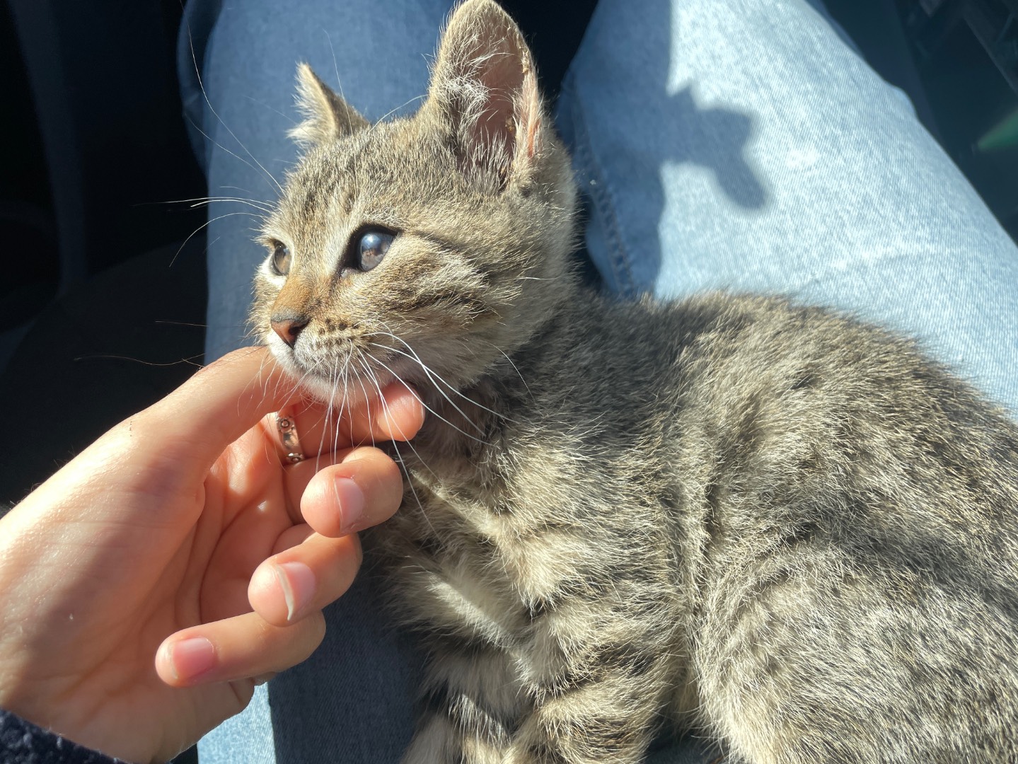 Adotta un gatto, maschio, 3 mesi, Napoli