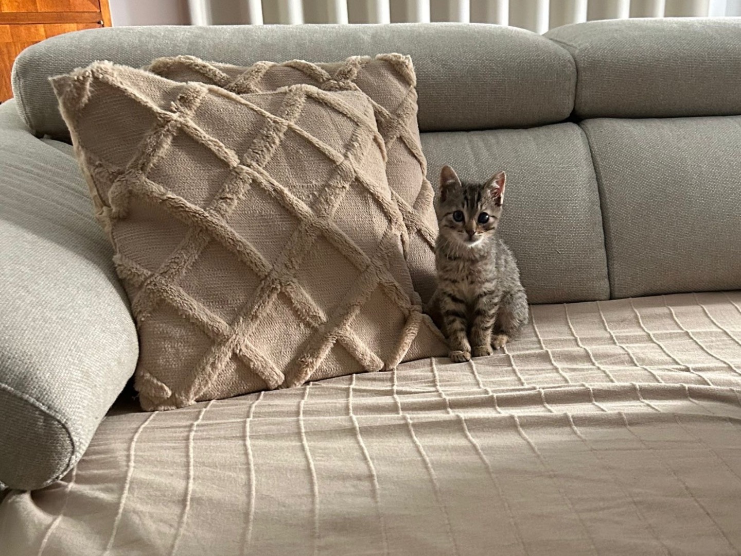 Adotta un gatto, taglia non valida, maschio, Napoli