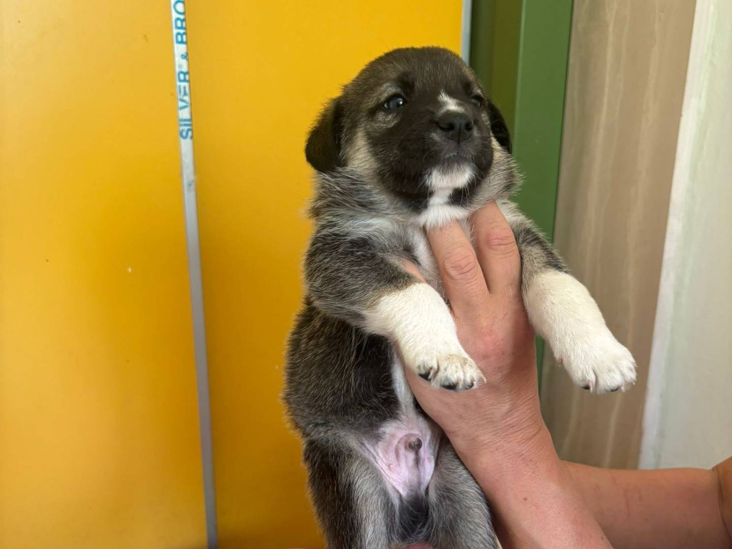 Adotta un cane, maschio, 2 mesi, Bari