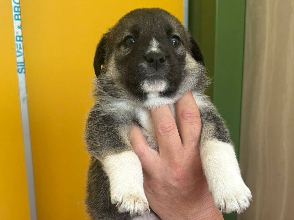 Adotta un cane, taglia grande, maschio, Bari