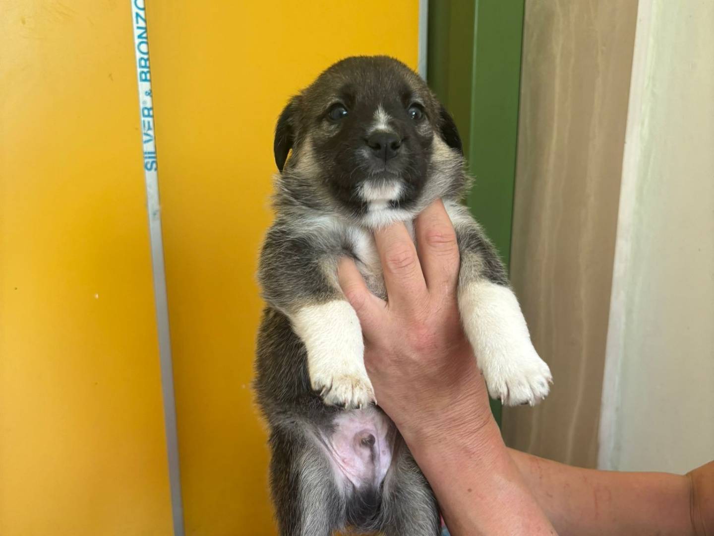 Adozione cane, maschio, Razza sconosciuta Razza sconosciuta, 2 mesi, taglia grande, Bari