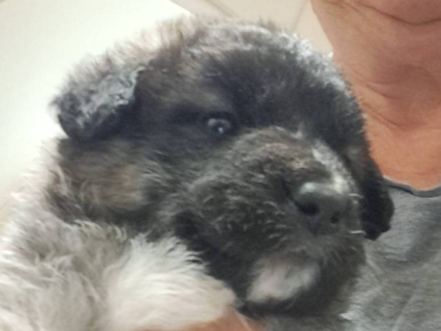 Vuoi adottare un cane a Bari?