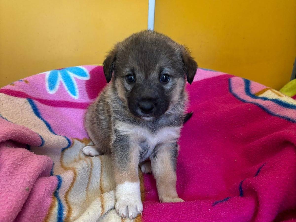 Adozione cane, femmina, Razza sconosciuta Razza sconosciuta, 2 mesi, taglia media, Bari