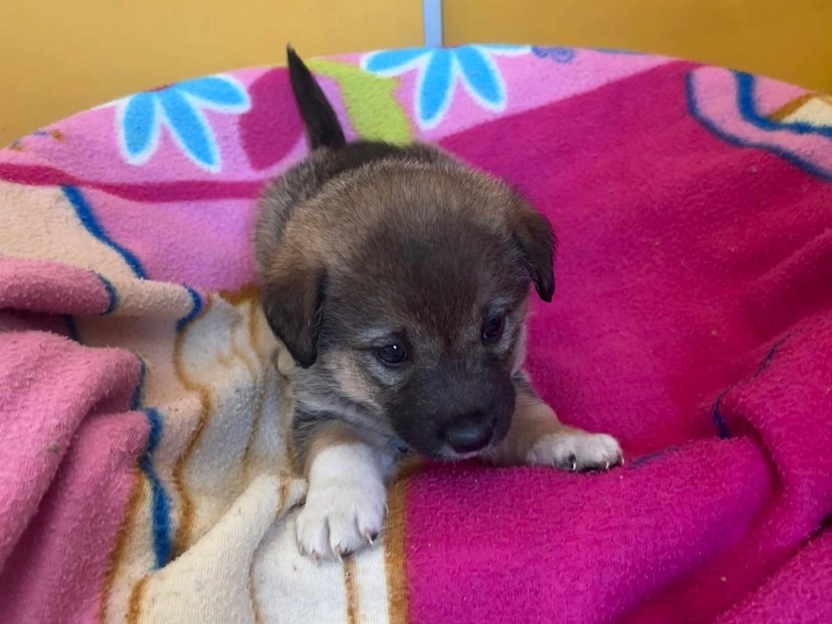 Adotta un cane, femmina, 2 mesi, Bari