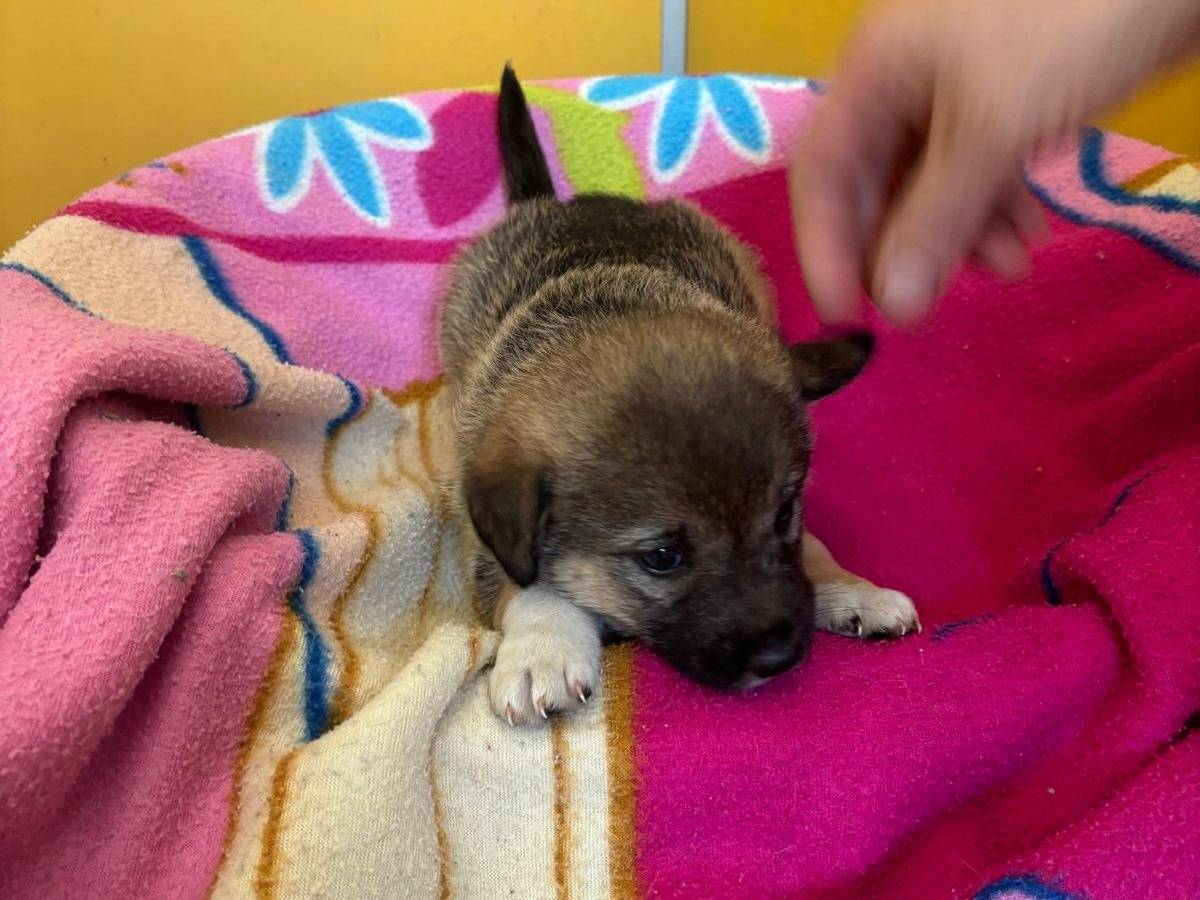 Adotta un cane, taglia media, femmina, Bari