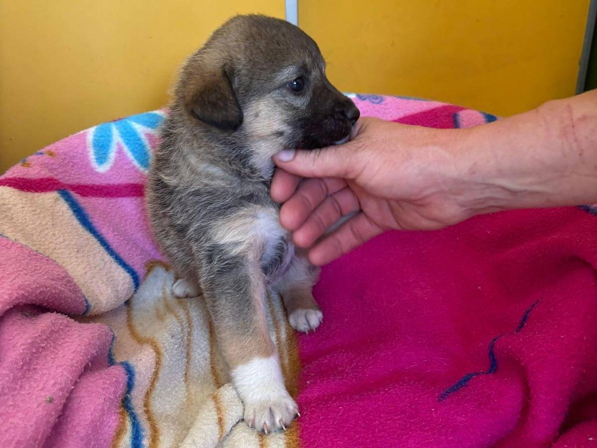 Vuoi adottare un cane a Bari?