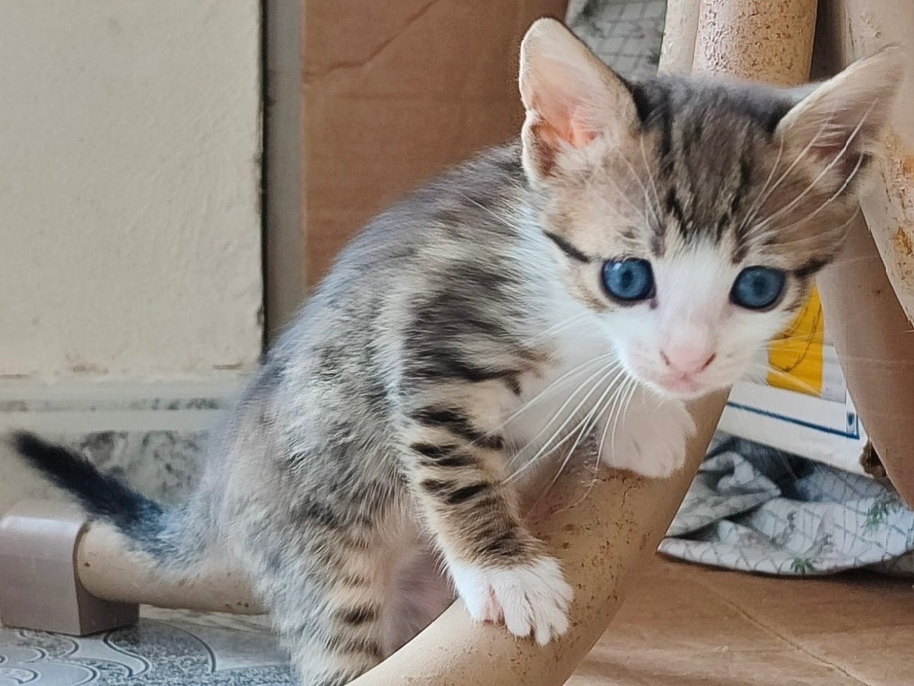 Adozione gatto, femmina, Razza sconosciuta Razza sconosciuta, 2 mesi, taglia non valida, Milano