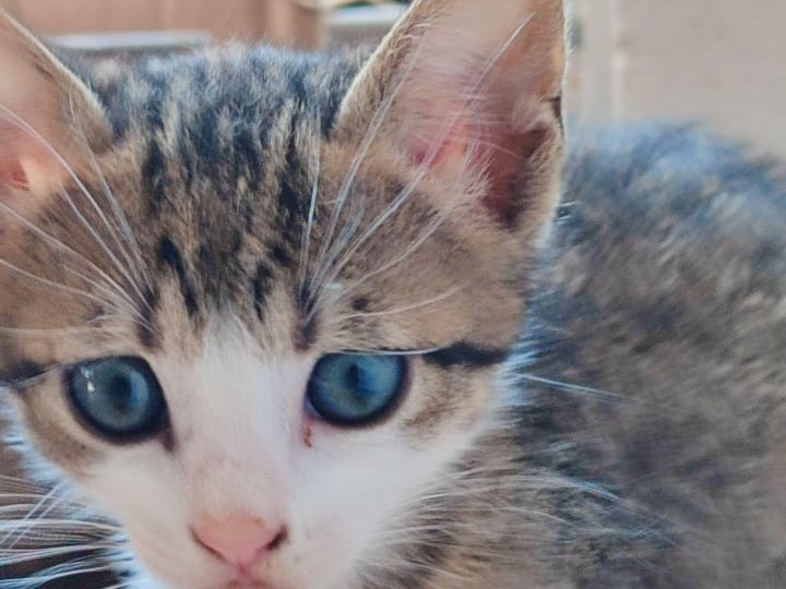 Adotta un gatto, femmina, 2 mesi, Milano