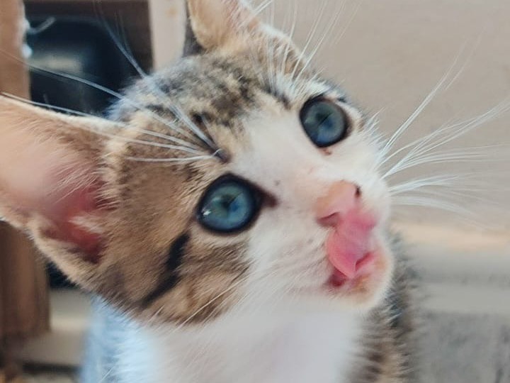 Adotta un gatto, taglia non valida, femmina, Milano