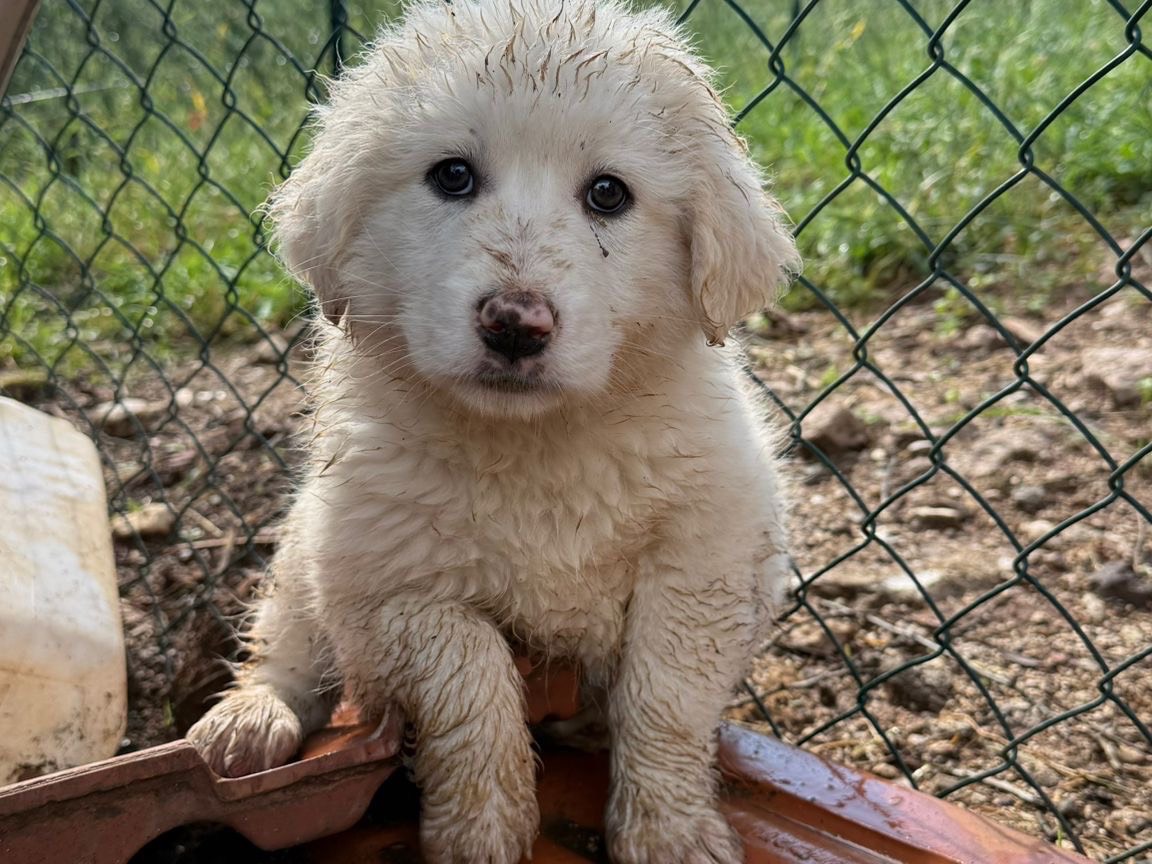 Adozione cane, femmina, Razza sconosciuta Razza sconosciuta, 4 mesi, taglia media, Frosinone