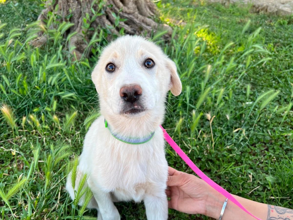 Adozione cane, femmina, Razza sconosciuta Razza sconosciuta, 3 mesi, taglia media, Pisa