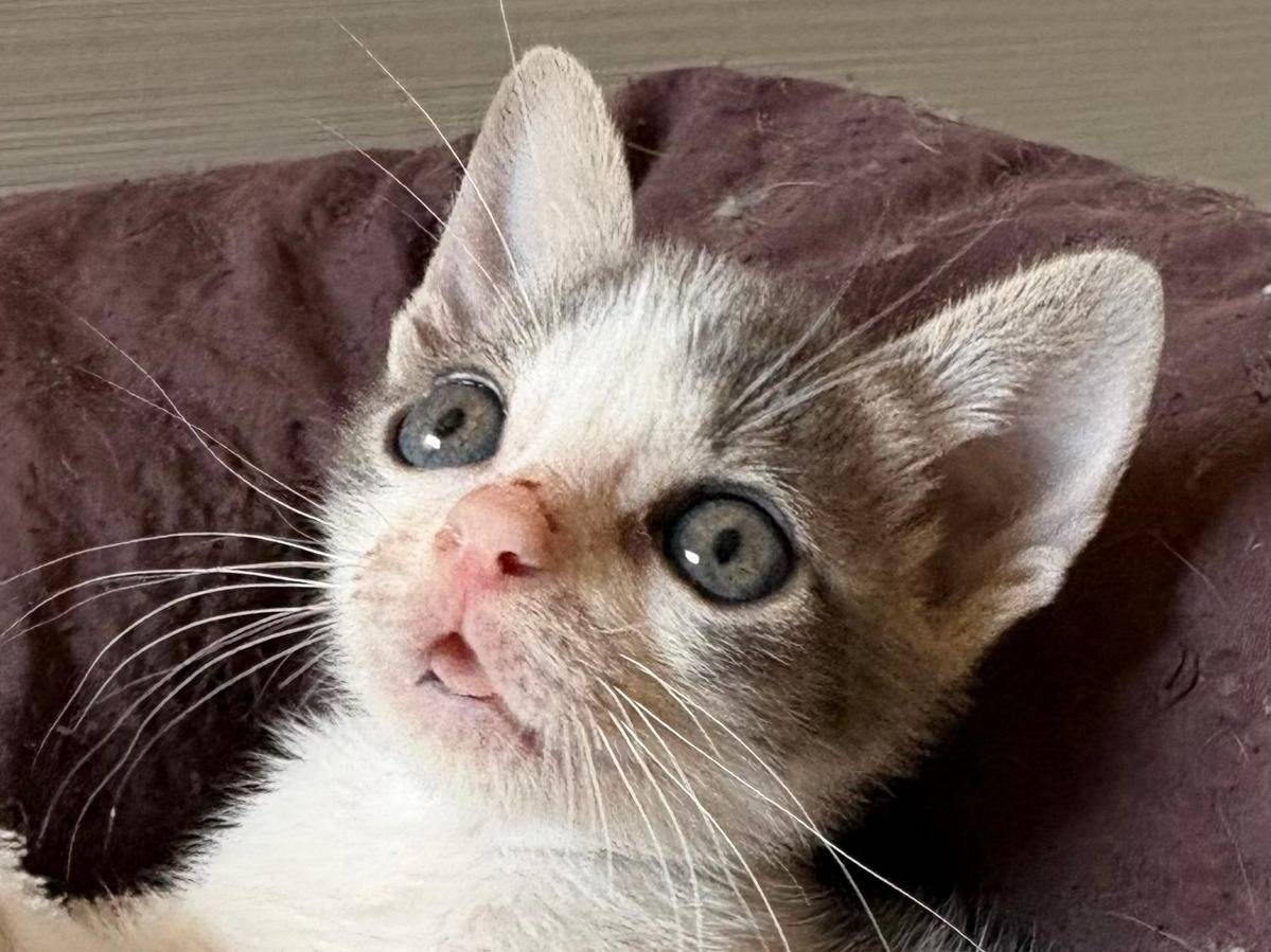 Adozione gatto, maschio, Razza sconosciuta Razza sconosciuta, 2 mesi, taglia non valida, Sassari