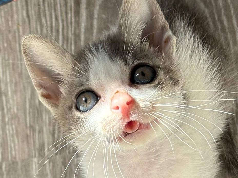 Adotta un gatto, maschio, 2 mesi, Sassari
