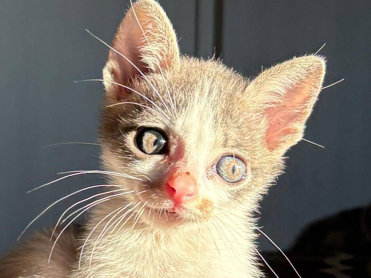 Adotta un gatto, taglia non valida, maschio, Sassari