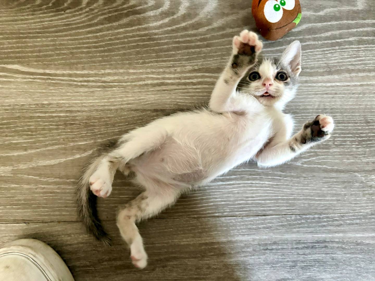 Vuoi adottare un gatto a Sassari?