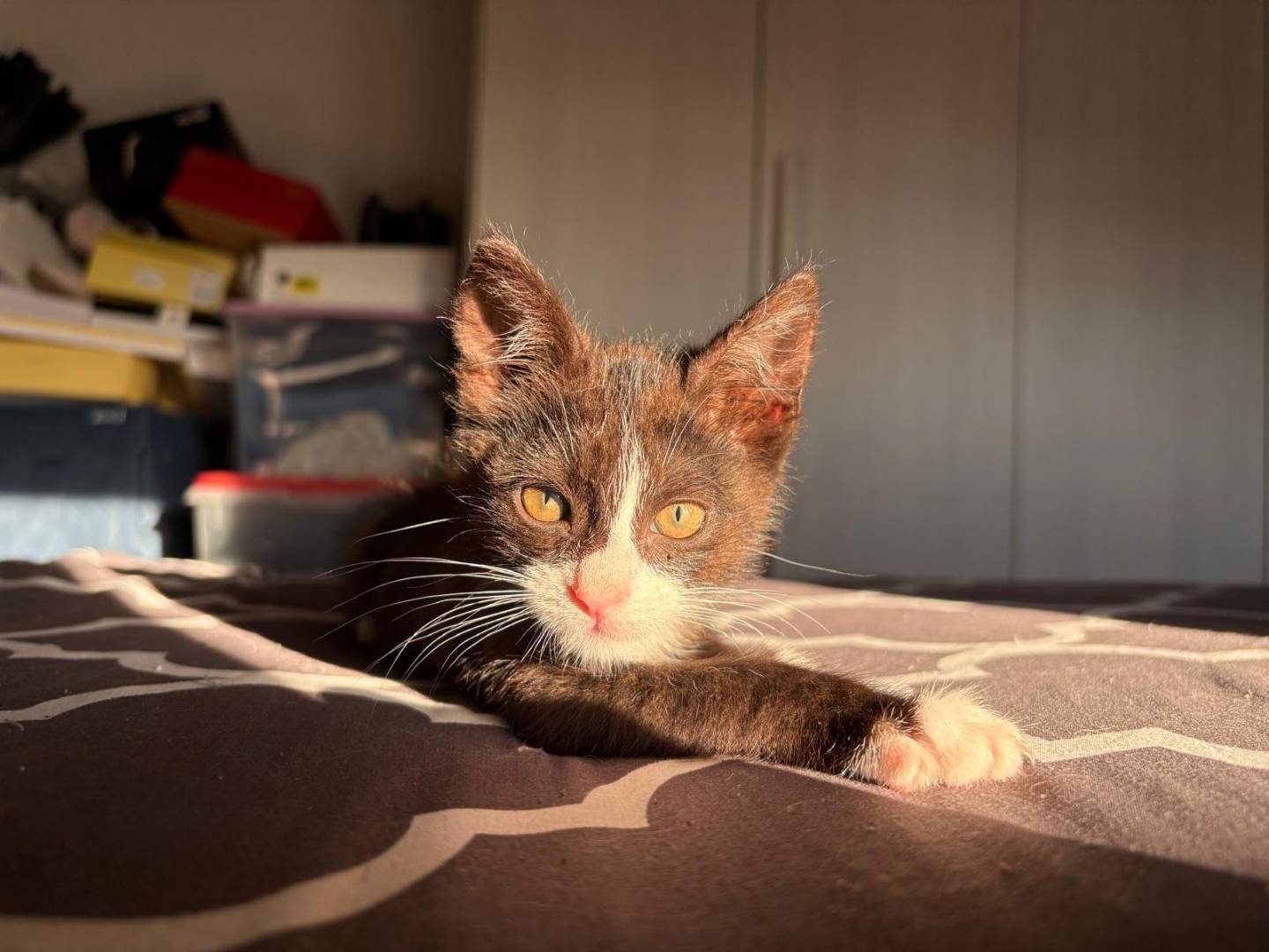 Vuoi adottare un gatto a Sassari?