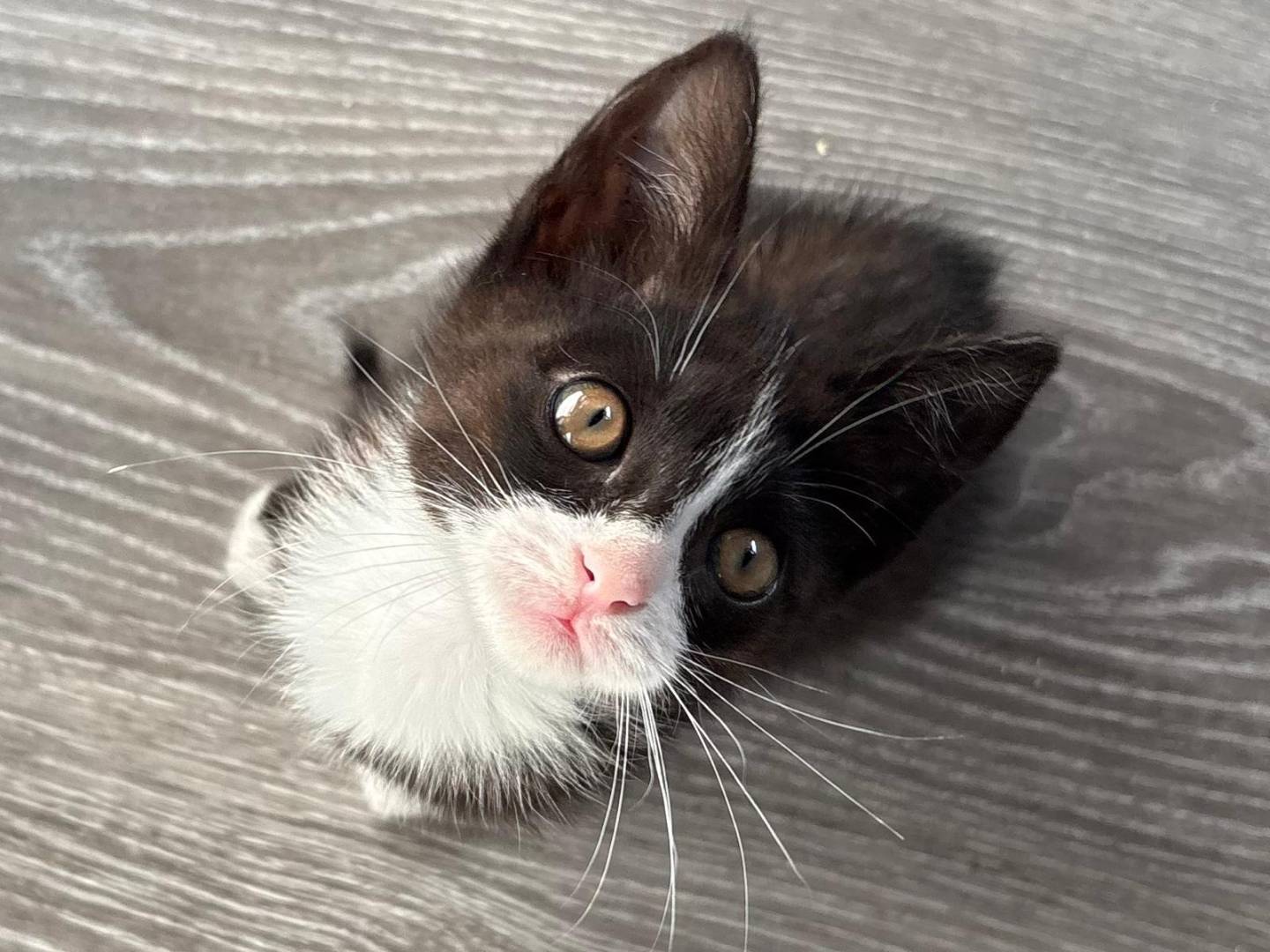 Adotta il gatto Marinella a Sassari