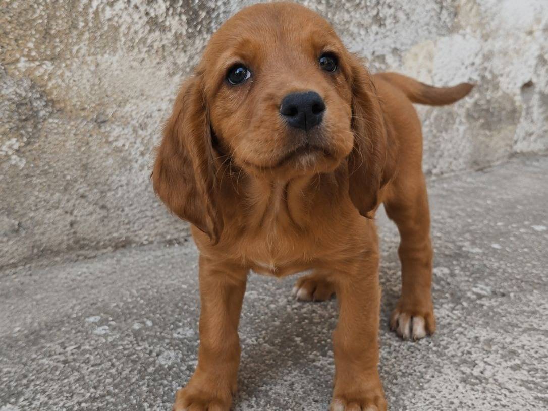 Adozione cane, maschio, Segugio Razza sconosciuta, 3 mesi, taglia media contenuta, Crotone