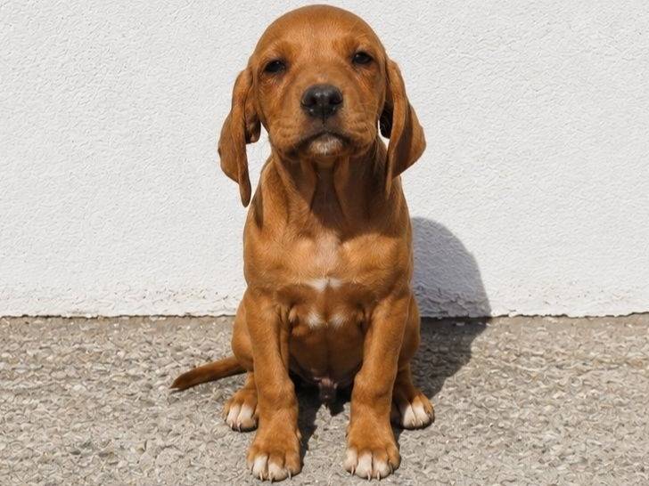 Adozione cane, maschio, Segugio Razza sconosciuta, 3 mesi, taglia media contenuta, Crotone