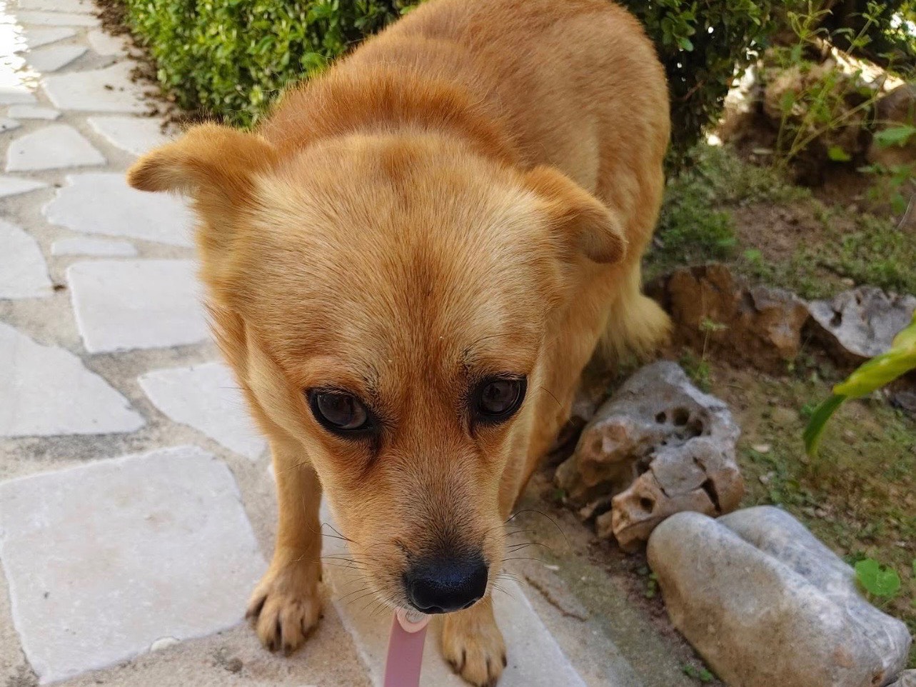 Adozione cane, maschio, Razza sconosciuta Razza sconosciuta, 1 anno, taglia piccola, Bari