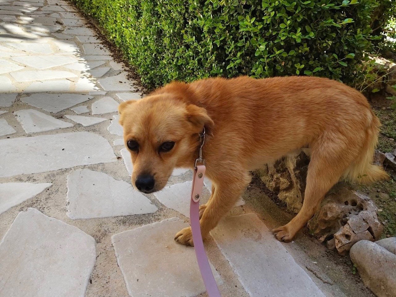 Adotta un cane, maschio, 1 anno, Bari