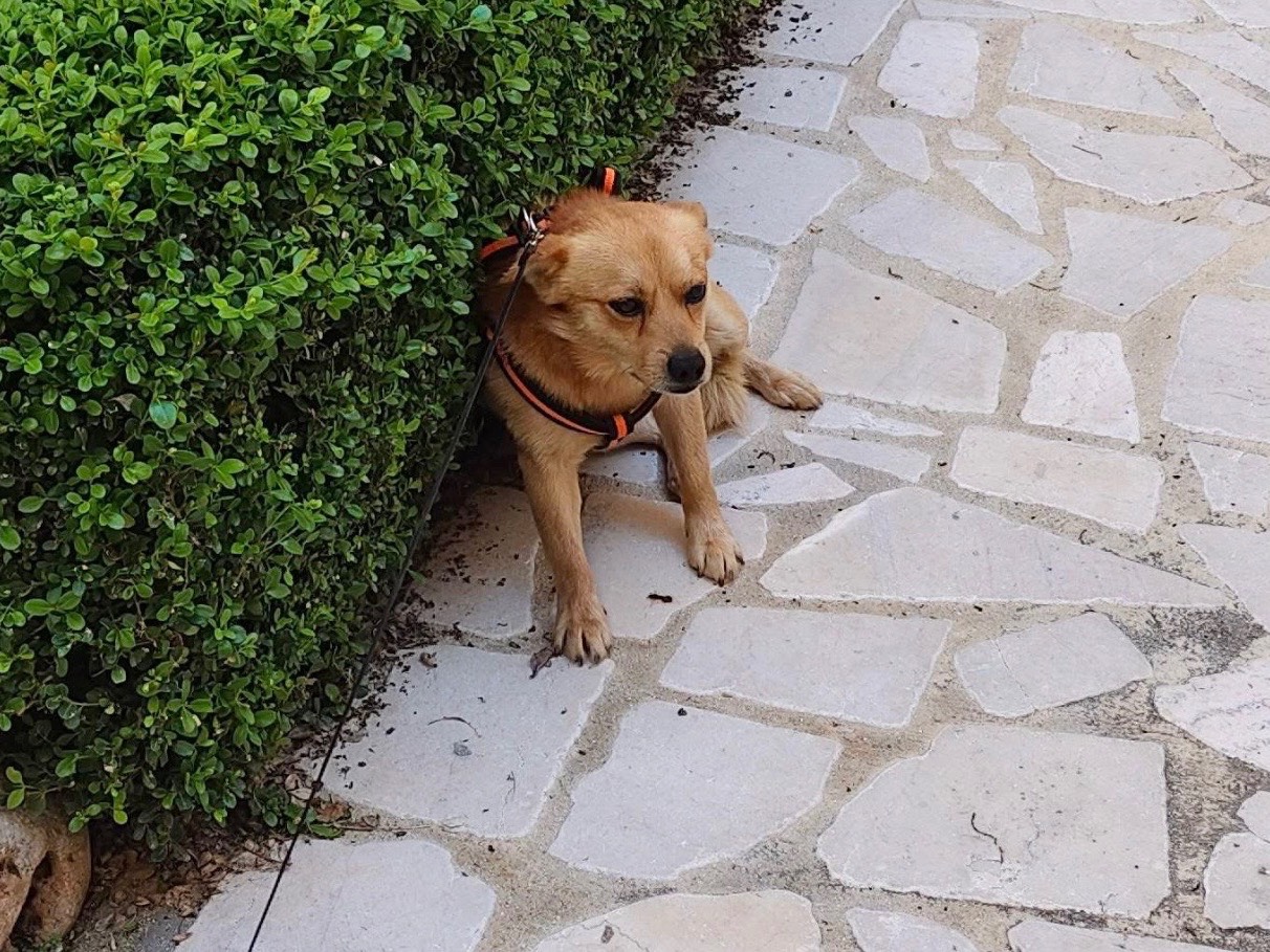 Adotta un cane, taglia piccola, maschio, Bari