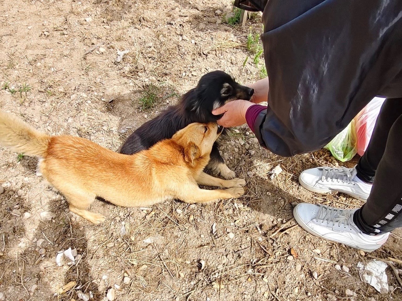 Adotta il cane Luigi Angel a Bari