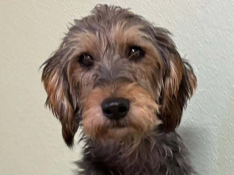 Vuoi adottare un cane a Sassari?