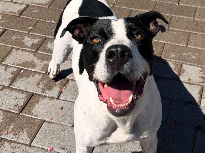 Adozione cane, maschio, Razza sconosciuta Razza sconosciuta, 5 anni e 5 mesi, taglia grande, Milano