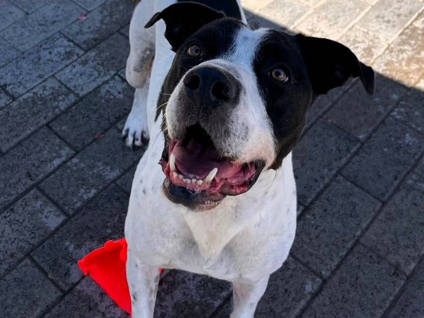 Adotta un cane, maschio, 5 anni e 5 mesi, Milano