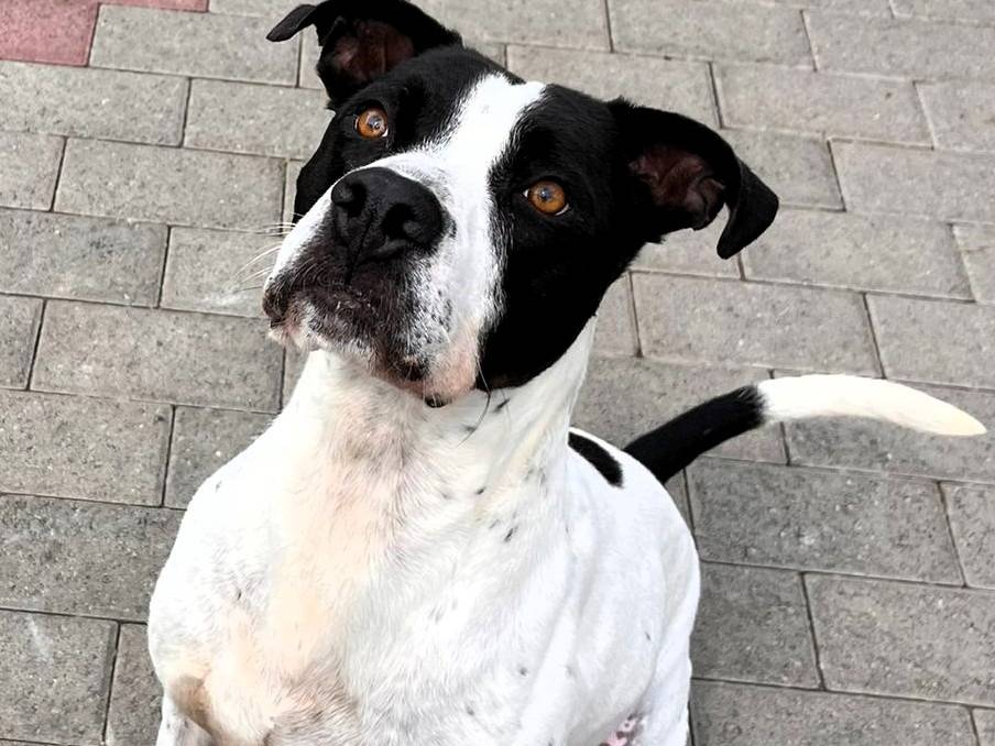 Adotta un cane, taglia grande, maschio, Milano